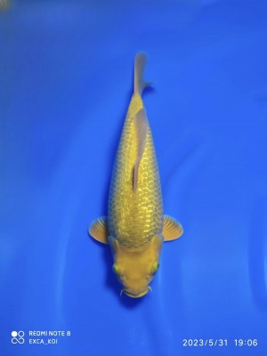 Kamboja Prize