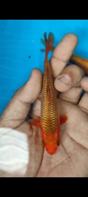 Super Mini Champion (Kamboja)