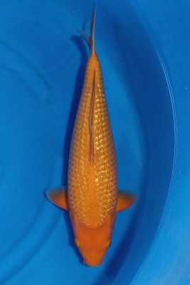 Kamboja Prize