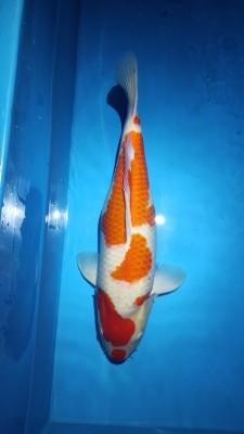 Juara 2