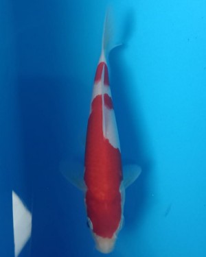 Juara III