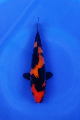 Cempaka Prize