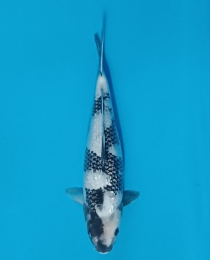 Anggrek Prize