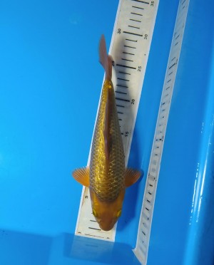 Baby Champion (Kamboja)