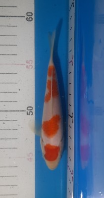 Juara IV