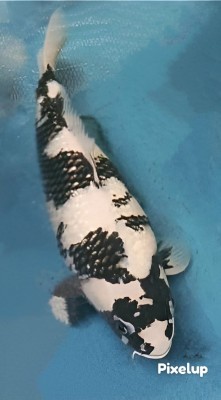 Adult Champion (Anggrek)