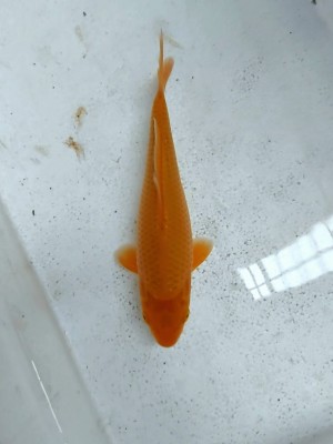Kamboja Prize
