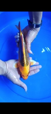 Kamboja Prize