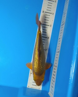 Kamboja Prize