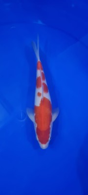 Juara II
