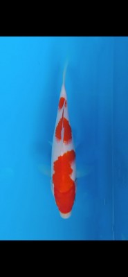 Juara II