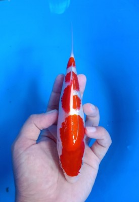 Juara VI