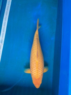 Kamboja Prize