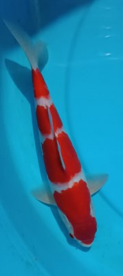 Juara I