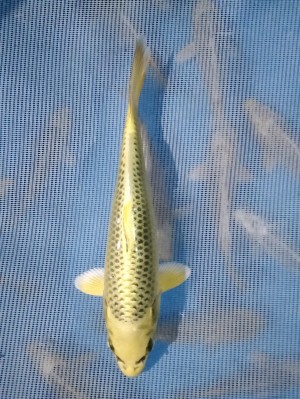 Kamboja Prize