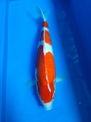 Juara I