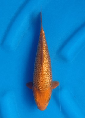 Baby Champion (Kamboja)