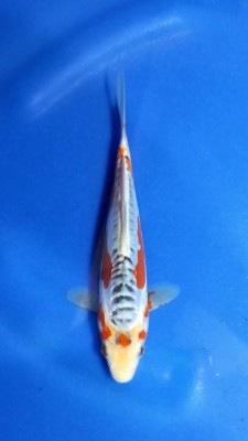 Cempaka Prize