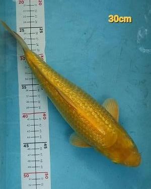 Baby Champion 2 (Kamboja)