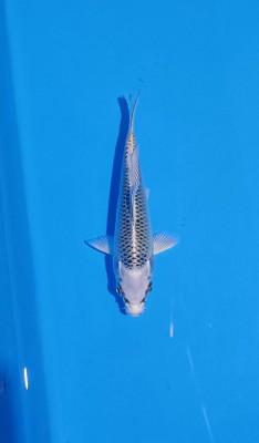 Super Mini Champion (Kamboja)