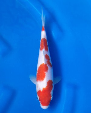 Juara III