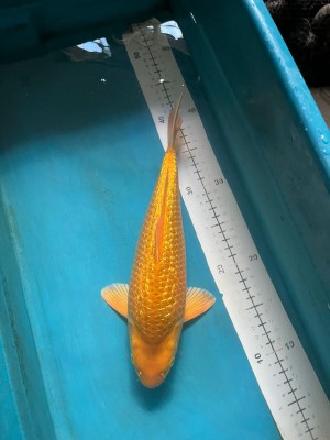 Kamboja Prize