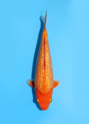 Baby Champion (Kamboja)
