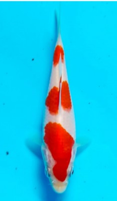 Juara II