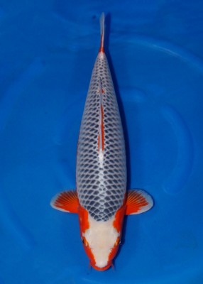 Cempaka Prize