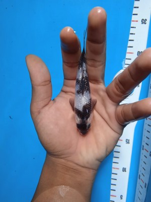 Anggrek Prize