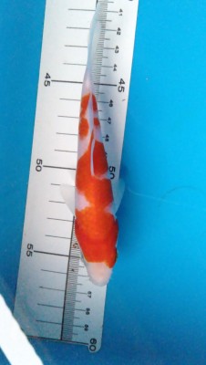 Juara I