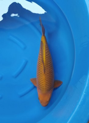 Kamboja Prize