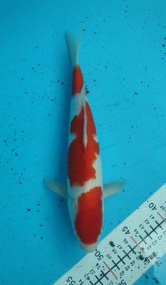 Juara II