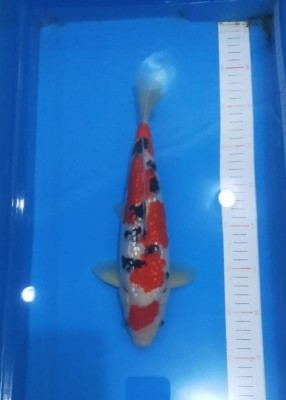 Junior Champion (Melati)