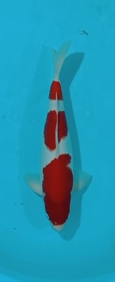 Juara II