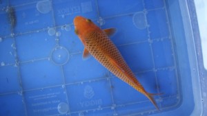 Kamboja Prize
