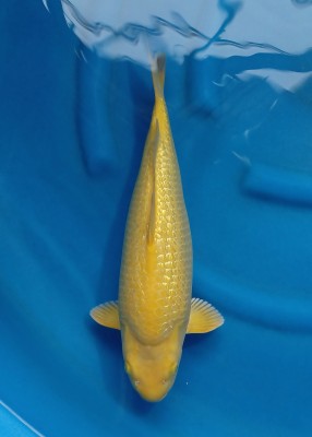 Kamboja Prize