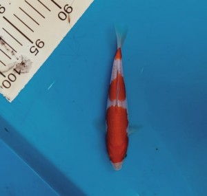 Juara II