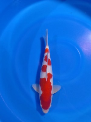 Juara II