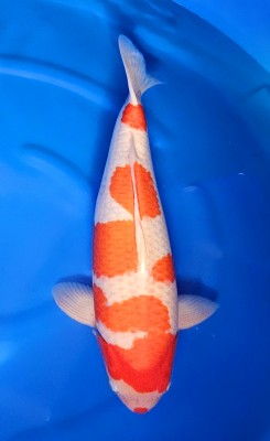 Juara II