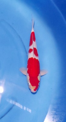 Juara III