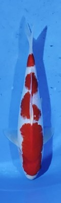 Juara III