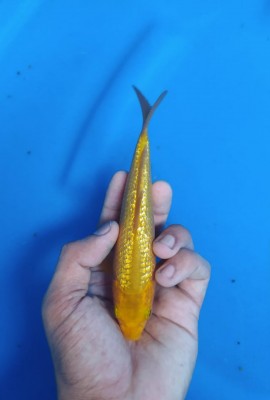 Kamboja Prize