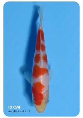 Juara II