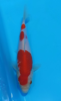 Juara V