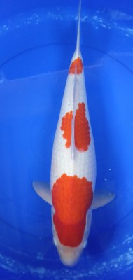 Juara II