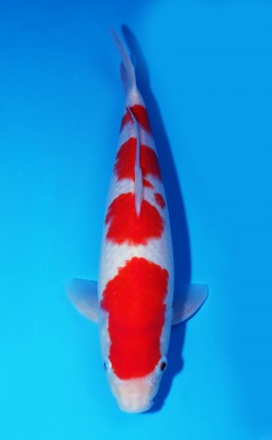 Juara IV