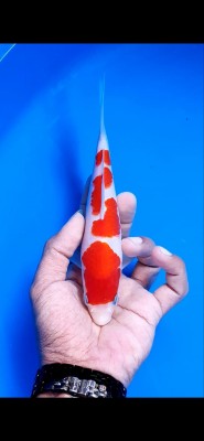 Juara I