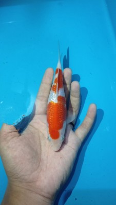 Mini Champion (Melati)