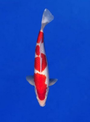 Juara V
